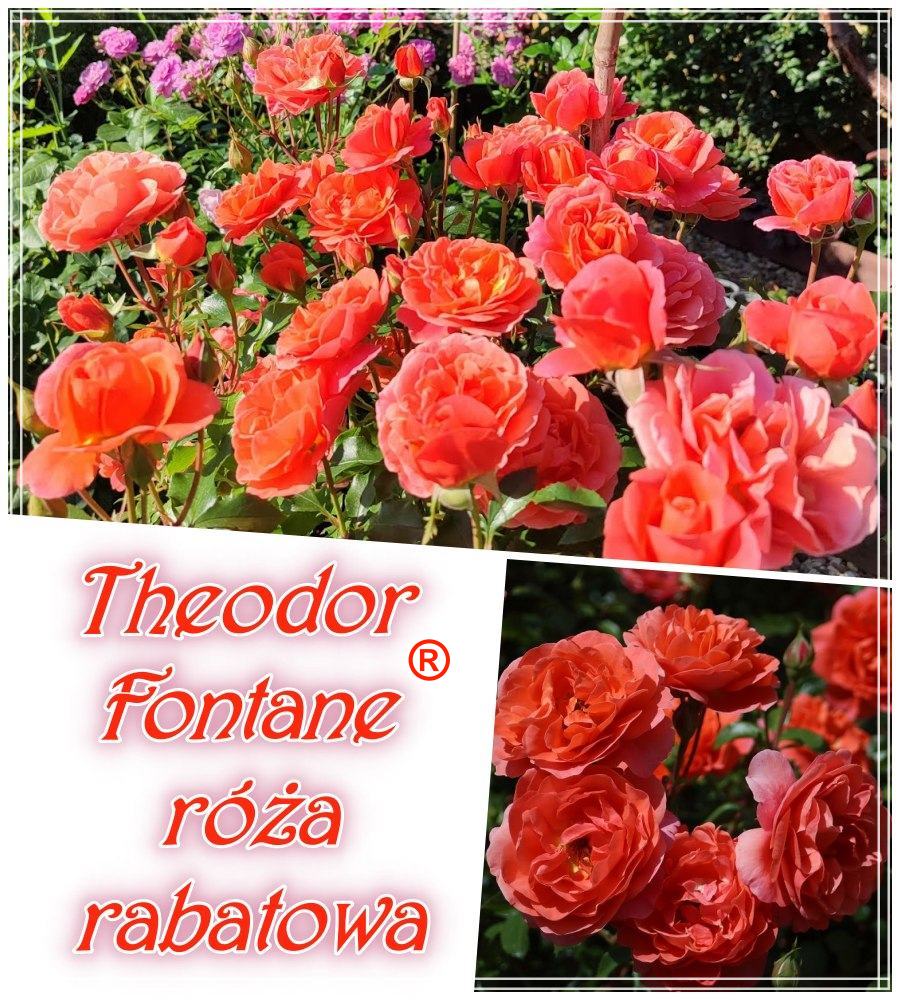 THEODOR FONTANE róże rabatowe kol